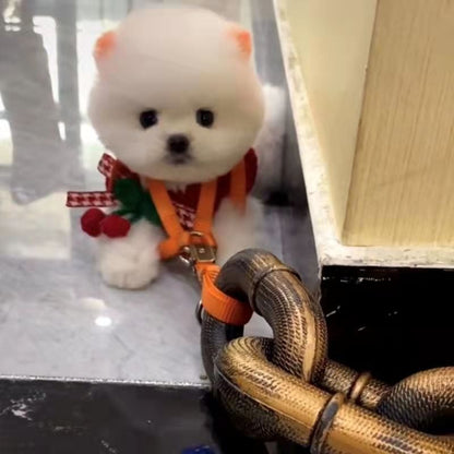 🔥Funny  Dog Chain🐾