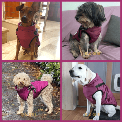 🎅Waterproof Winter Dog Jacket with Built-in Harness