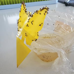 🏆Flash Sale⚡ 50K+ sold! Sold out soon!-💥Yellow Insect Traps – Pest Control for Plants Without Chemicals